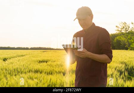 Agriculteur avec tablette numérique sur un champ de seigle. L'agriculture intelligente et la transformation numérique dans l'agriculture. Banque D'Images