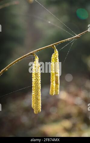 Corylus avellana, chatons mâles sur le noisette commun, Betulaceae, Allemagne, Europe Banque D'Images