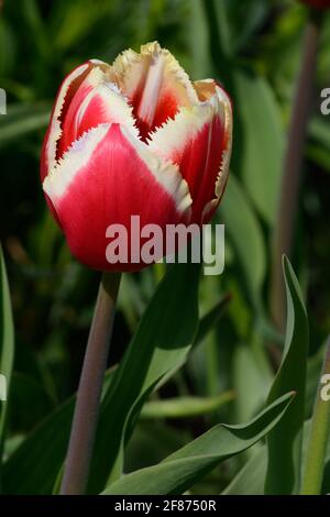 Tulipa Canasta Groupe à franges tulipe rouge et blanche avec forte bordure à franges Banque D'Images