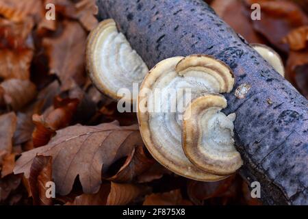 Trametes hirsuta, connu sous le nom de champignon de la ferrure. Banque D'Images