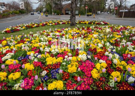 Lits de fleurs rond-point remplis de fleurs colorées incluant polyanthus, primrosiers et tulipes en avril, Farnborough, Hampshire, Royaume-Uni Banque D'Images