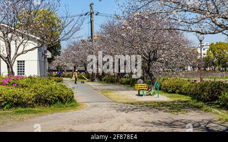 Les gens marchent à proximité ou s'assoient sous une rangée d'arbres de sakura le long de la rivière. Banque D'Images