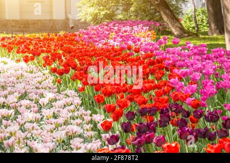 Un lit de fleurs de tulipes de trois couleurs différentes Banque D'Images