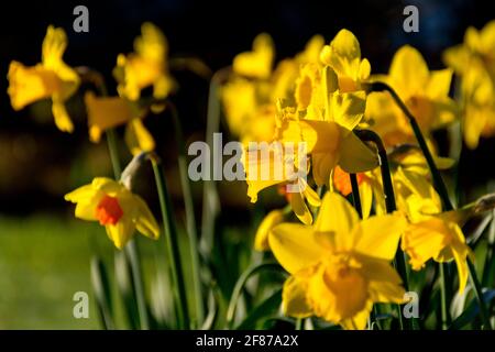 Fleurs de jonquilles. Narcisse est un genre de plantes vivaces à fleurs printanières de la famille des Amaryllis, Amaryllidaceae. Banque D'Images