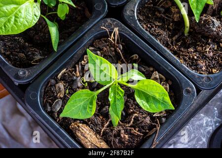 Les semis de Capsicum poussent dans un pot avec du sol dans une pièce fermée avec chauffage artificiel et éclairage supplémentaire. L'usine attend des conditions favorables pour Banque D'Images