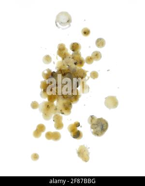 Bougie goutte sur blanc isolé. Gouttes de cire d'abeilles naturelles pures (cire d'abeille) isolées sur blanc. Banque D'Images