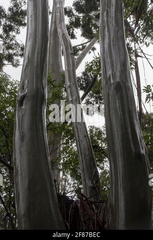 Troncs humides brillants de gommiers inondés (gomme de rose, eucalyptus grandis) temps humide, forêt tropicale humide des basses terres, Tamborine Mountain, Australie. Banque D'Images