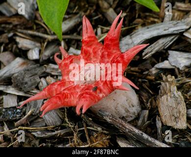 Le champignon Stinkhorn (champignon basidiomycète,astinkhorn anemone,champignon de l'amidone,champignon de l'anémone de mer, Aseroe rubra). Rouge, odeur nauséabonde, Queensland, Australie. Banque D'Images