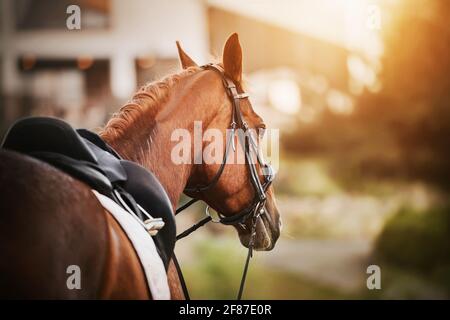 Un cheval d'ostrérie avec une manie tressée et une selle de cuir sur son dos se tient à l'extérieur de l'écurie au soleil. Sports équestres. Banque D'Images