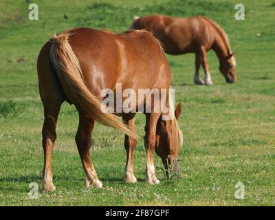 Deux chevaux de chasse au Suffolk de race rare se broutent dans un pré d'été. Banque D'Images