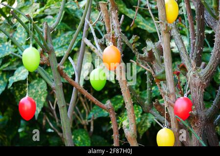 oeufs de pâques en plastique coloré avec les couleurs orange vert jaune suspension rouge sur un rosier Banque D'Images