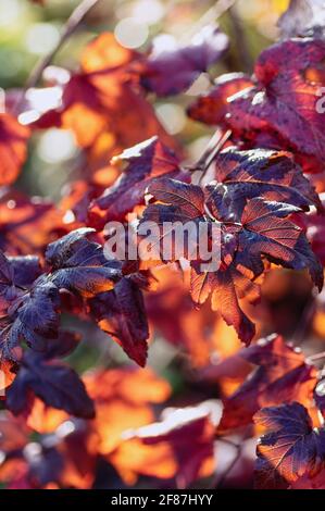 Arrière-plan vertical des feuilles d'automne lumineuses. Feuilles rouges sombres de Physocarpus opulifolius dans le jardin. Gros plan. Banque D'Images