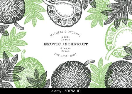 Bannière de style dessin de jackfruit dessinée à la main. Illustration vectorielle de fruits frais biologiques. Modèle rétro de fruits à pain Banque D'Images