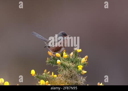 La warbler de Dartford est une warbler typique des régions plus chaudes de l'Europe occidentale et du nord-ouest de l'Afrique. Banque D'Images