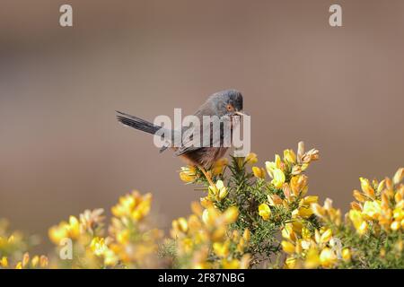 La warbler de Dartford est une warbler typique des régions plus chaudes de l'Europe occidentale et du nord-ouest de l'Afrique. Banque D'Images