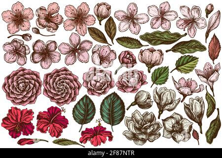 Ensemble vectoriel d'hibiscus de couleur dessinés à la main, fleurs de prune, fleurs de pêche, fleurs de sakura, fleurs de magnolia, camellia japonica Illustration de Vecteur