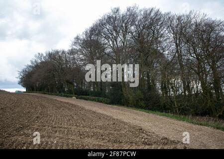 Wendover, Royaume-Uni. 9 avril 2021. Une section de Jones Hill Wood, ancienne forêt qui aurait inspiré Roald Dahl, est représentée pendant les opérations d'abattage des arbres pour la liaison ferroviaire à grande vitesse HS2. Les travaux d'abattage d'arbres ont commencé cette semaine, malgré la présence de lieux de repos et/ou de sites de reproduction pour les chauves-souris de Pipistrelle, barbastelle, noctule, brunes à longues oreilles et nattererÕs, suite à la délivrance par Natural England d'un permis de chauve-souris aux entrepreneurs de HS2Õs le 30 mars. Crédit : Mark Kerrison/Alamy Live News Banque D'Images