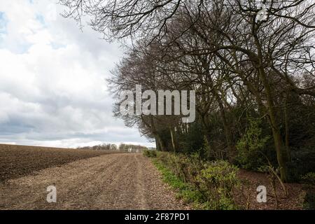 Wendover, Royaume-Uni. 9 avril 2021. Une section de Jones Hill Wood, ancienne forêt qui aurait inspiré Roald Dahl, est représentée pendant les opérations d'abattage des arbres pour la liaison ferroviaire à grande vitesse HS2. Les travaux d'abattage d'arbres ont commencé cette semaine, malgré la présence de lieux de repos et/ou de sites de reproduction pour les chauves-souris de Pipistrelle, barbastelle, noctule, brunes à longues oreilles et nattererÕs, suite à la délivrance par Natural England d'un permis de chauve-souris aux entrepreneurs de HS2Õs le 30 mars. Crédit : Mark Kerrison/Alamy Live News Banque D'Images