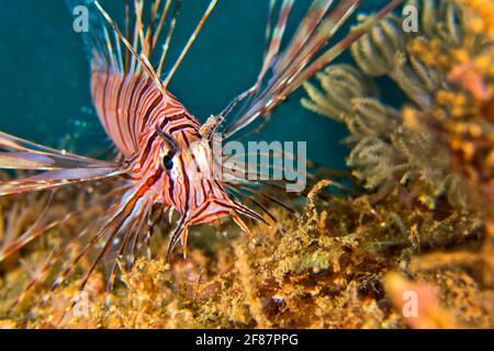 Lionfish rouge, volitans Pterois, Parc marin national de Bunaken, Bunaken, Sulawesi du Nord, Indonésie, Asie Banque D'Images
