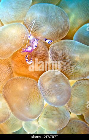 Sarasvati Anemone Shrimp, Ancylomenes sarasvati, Periclilènes sarasvati, Bubble Coral, Plerogyra sinuosa, Lembeh, Sulawesi du Nord, Indonésie, Asie Banque D'Images