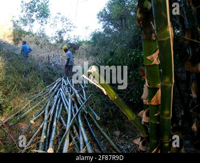 salvador, bahia / brésil - 1er mars 2018 : plantation de bambou dans la ville de Salvador. *** Légende locale *** Banque D'Images