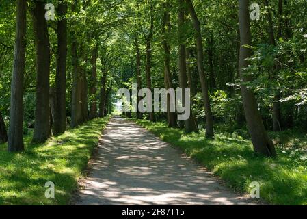 Jardin paysager et parc du château de Lütetsburg Château, Lütetsburg, Basse-Saxe, Allemagne, Europe Banque D'Images