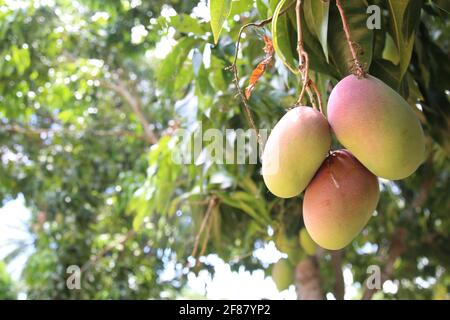 salvador, bahia / brésil - 20 novembre 2017 : plantation de mangues Tommy dans la ville de Salvador. *** Légende locale *** . Banque D'Images