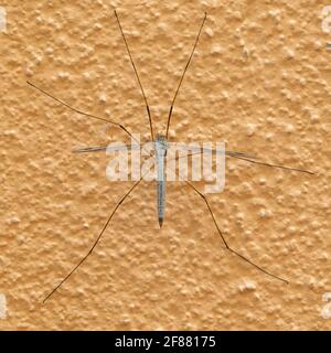 Gros plan d'une grande mouche de grue fixée à un mur de couleur orange Banque D'Images