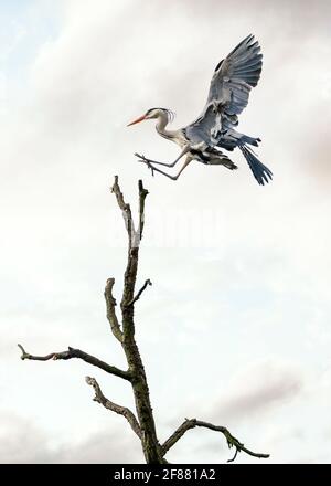 Magnifique héron bleu sauvage gros oiseau ailé qui glisse en atterrissant avec élégance sur le sommet de l'arbre avec le ciel de coucher de soleil derrière. Ailes de stok massives longues jambes de cou Banque D'Images