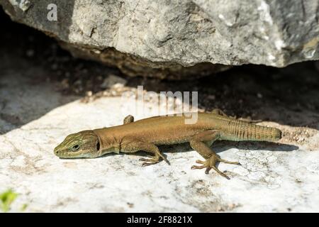 Lézard libanais (phoenicaserta laevis) avec une queue coupée, Liban Banque D'Images