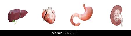 Cœur humain, foie, estomac, rein. Médecine, illustration de rendu du jeu d'icônes 3D des organes internes Banque D'Images