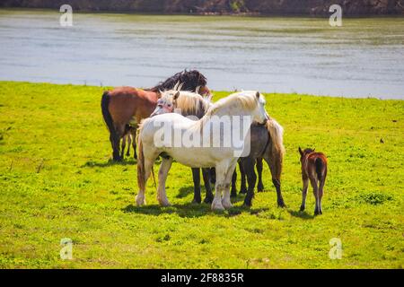 Chevaux sur la prairie près de la Sava au printemps dans le parc naturel Lonjsko polje, Croatie Banque D'Images