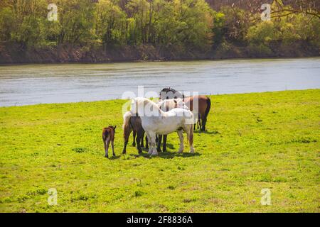 Chevaux sur la prairie près de la Sava au printemps dans le parc naturel Lonjsko polje, Croatie Banque D'Images