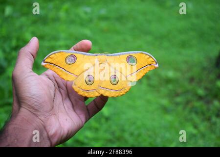 papillon à pied à brosse jaune assis à la main dans l'herbe verte arrière-plan Banque D'Images