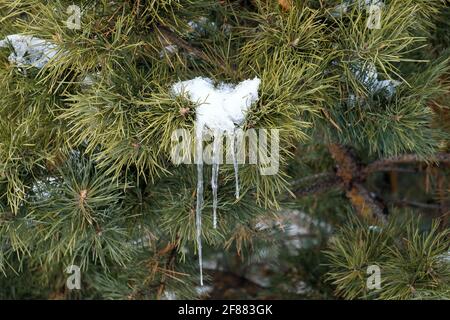 Icicles sur une branche d'un conifères. Lumière du jour, extérieur. Banque D'Images