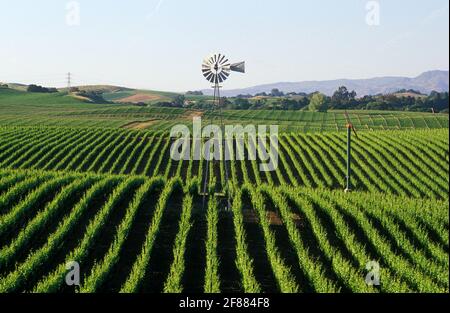 Etats-Unis, Californie, Napa Valley, Carneros Valley, vignobles avec moulin à vent Banque D'Images