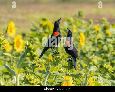 Une paire d'oiseaux noirs aigues à ailes rouges (Agelaius phoeniceusin) dans un champ de tournesol Banque D'Images