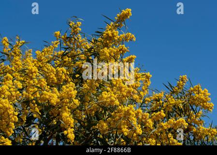 Une acacia argentée à fleurs jaunes (Acacia dealbata) ou fausse mimosa, avec ses fleurs au printemps contre un ciel bleu en Sicile Banque D'Images