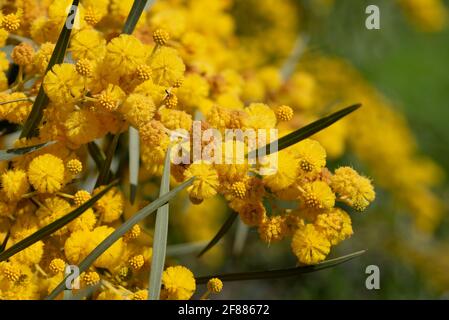 gros plan d'une acacia argentée à fleurs jaunes (Acacia dealbata), ou fausse mimosa, avec ses fleurs au printemps en Sicile Banque D'Images