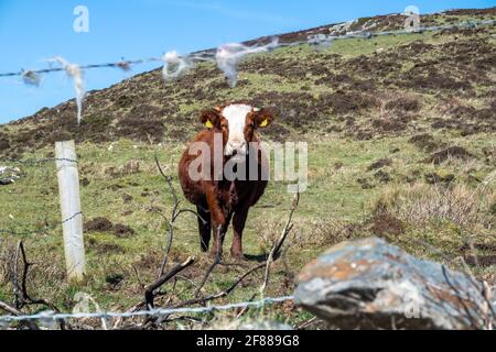 DONEGAL, IRLANDE - AVRIL 03 2021 : la vache brune se repose dans le champ derrière le barbelé en Irlande. Banque D'Images