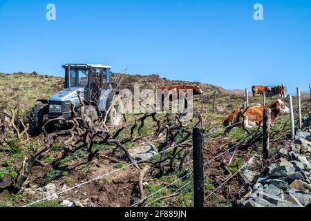 DONEGAL, IRLANDE - AVRIL 03 2021 : vaches brunes qui reposent dans le champ derrière des barbelés en Irlande. Banque D'Images