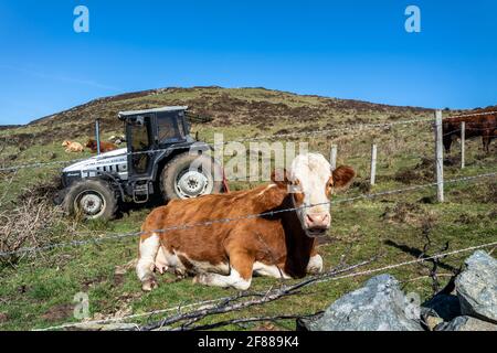 DONEGAL, IRLANDE - AVRIL 03 2021 : la vache brune se repose dans le champ derrière le barbelé en Irlande. Banque D'Images