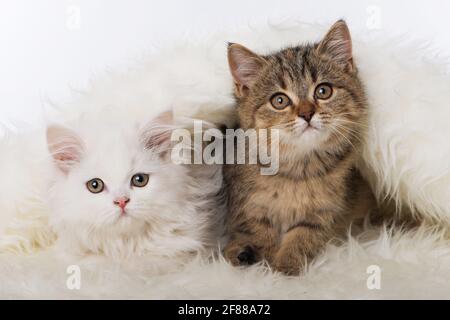 Deux chaton sur une fourrure de mouton Banque D'Images
