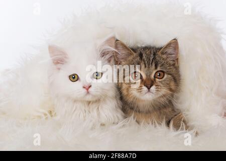 Deux chaton sur une fourrure de mouton Banque D'Images