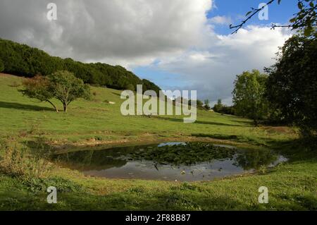 Bassin de Dewpond à la réserve naturelle de Kingley Vale, West Sussex Downs, Southdowns, Angleterre, Royaume-Uni, vue vers le sud-est. Octobre. Banque D'Images