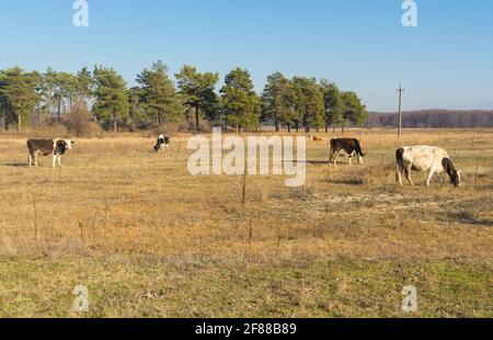 Paysage d'automne avec prairie et plusieurs vaches paissant dans l'oblast de Poltavskaya, Ukraine Banque D'Images