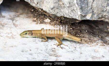 Lézard libanais (phoenicaserta laevis) avec une queue coupée, Liban Banque D'Images