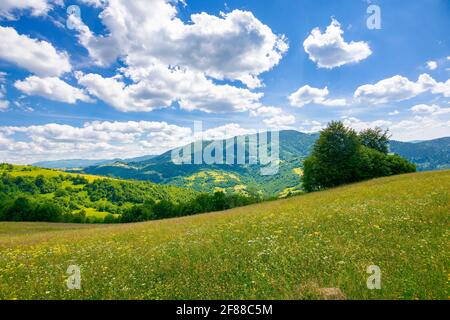 arbres sur la prairie en été avec des herbes sur le pâturage. belle vue dans le paysage de montagne lointain sous un ciel bleu avec des nuages moelleux Banque D'Images