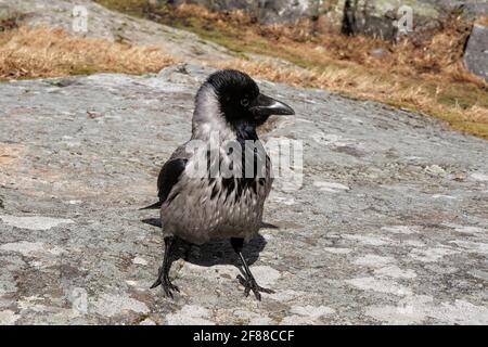 Corbeau à capuchon, Corvus cornix, oiseau mâle adulte debout sur un sol rocheux et montrant un comportement territorial au printemps. Banque D'Images