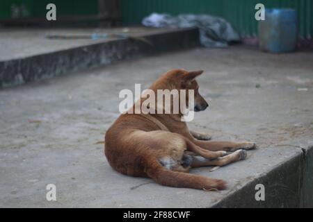 Le beau chien dormant sur le sol. Banque D'Images